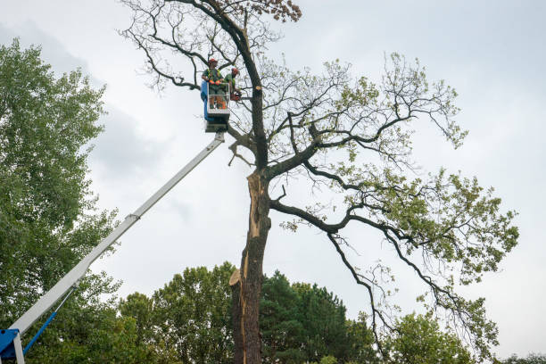 Best Hazardous Tree Removal  in South Daytona, FL