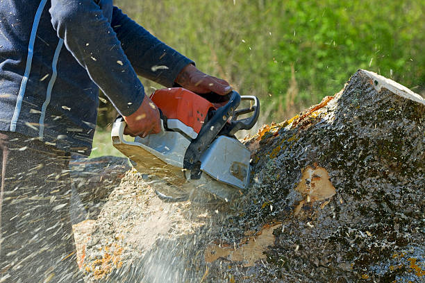 Best Tree Maintenance Programs  in South Daytona, FL